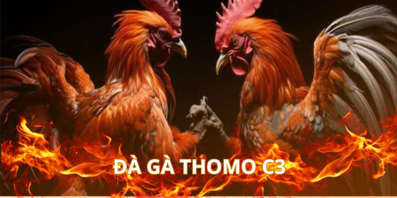 đá gà thomo c3